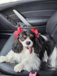 Lost Female Dog last seen Near Dakota St. Norman 73069, Norman, OK 73069