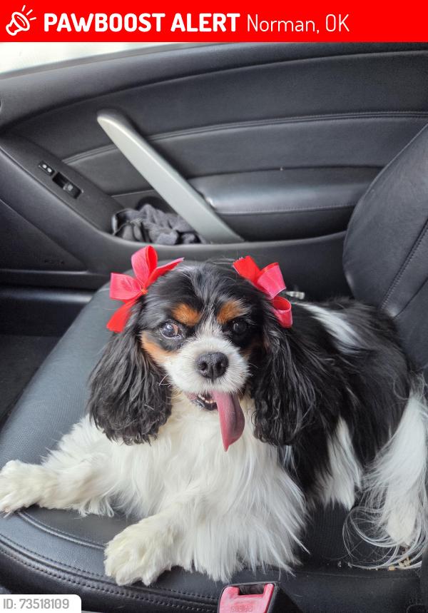 Lost Female Dog last seen Near Dakota St. Norman 73069, Norman, OK 73069