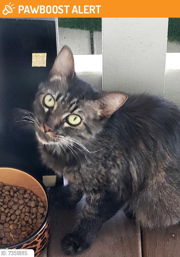 Found/Stray Unknown Cat last seen Garfield and huntington, Huntington Beach, CA 92648