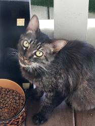 Found/Stray Unknown Cat last seen Garfield and huntington, Huntington Beach, CA 92648