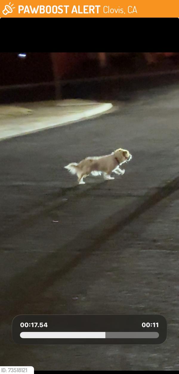 Found/Stray Unknown Dog last seen Sierra Madre and Joshua, Clovis, CA 93611