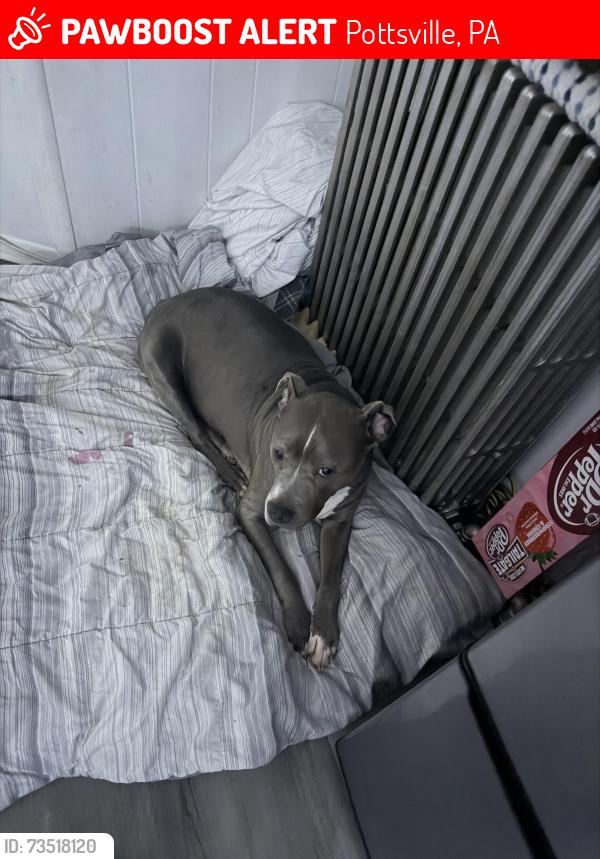 Lost Female Dog last seen Near w Norwegian st, Pottsville, PA 17901