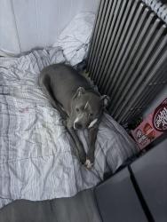 Lost Female Dog last seen Near w Norwegian st, Pottsville, PA 17901