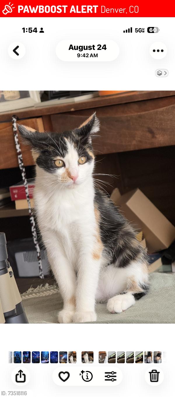 Lost Female Cat last seen Montbello neighborhood carson st, Denver, CO 80239