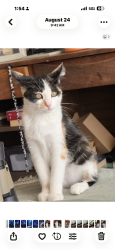 Lost Female Cat last seen Montbello neighborhood carson st, Denver, CO 80239
