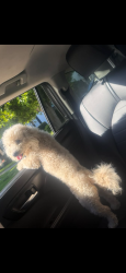 Lost Female Dog last seen Oakland, Oakland, CA 94619