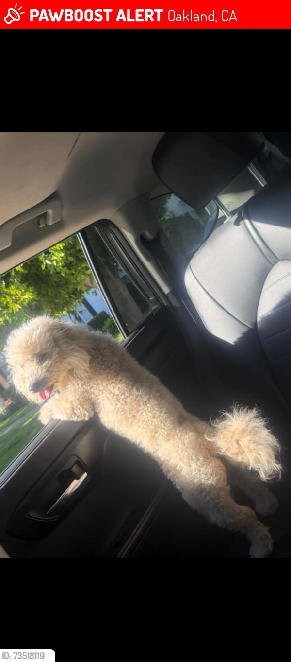 Lost Female Dog last seen Oakland, Oakland, CA 94619
