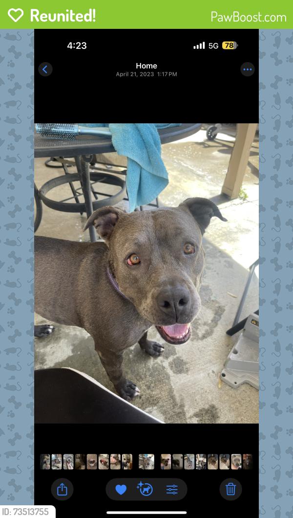 Reunited Female Dog last seen Suzanne Dr, Pittsburg, CA 94565