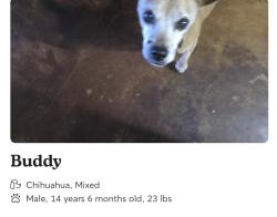 Lost Male Dog last seen Cedar ridge drive, Duncanville, TX 75116