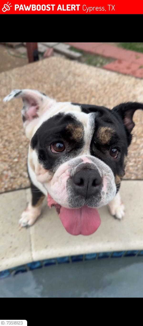 Lost Female Dog last seen Paddockbend@ Lippizaner, Cypress, TX 77433