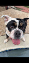 Lost Female Dog last seen Paddockbend@ Lippizaner, Cypress, TX 77433
