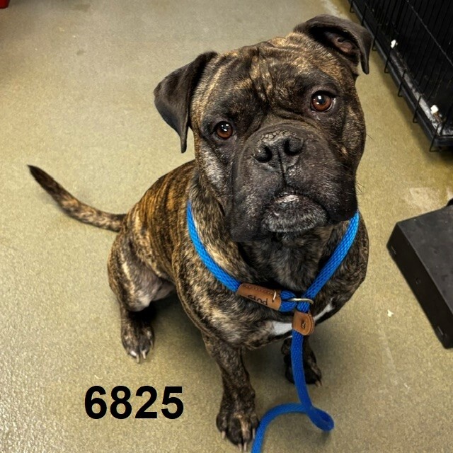 Shelter Stray Male Dog last seen Near Shingle Creek Pkwy, Brooklyn Center, MN 55430, USA, 11350 89th Ave N, Maple Grove, MN 55369, USA