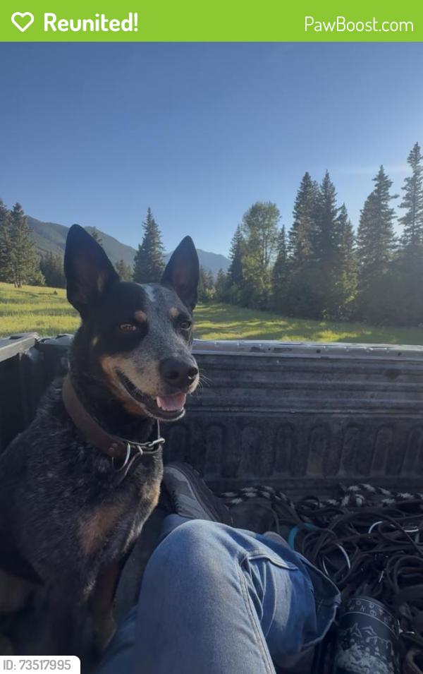Reunited Male Dog last seen Stimson Ln, Belgrade, MT 59714