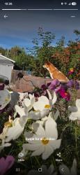 Lost Female Dog last seen Garand Valley and Corn Tassle, Colorado Springs, CO 80911