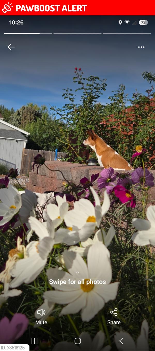 Lost Female Dog last seen Garand Valley and Corn Tassle, Colorado Springs, CO 80911