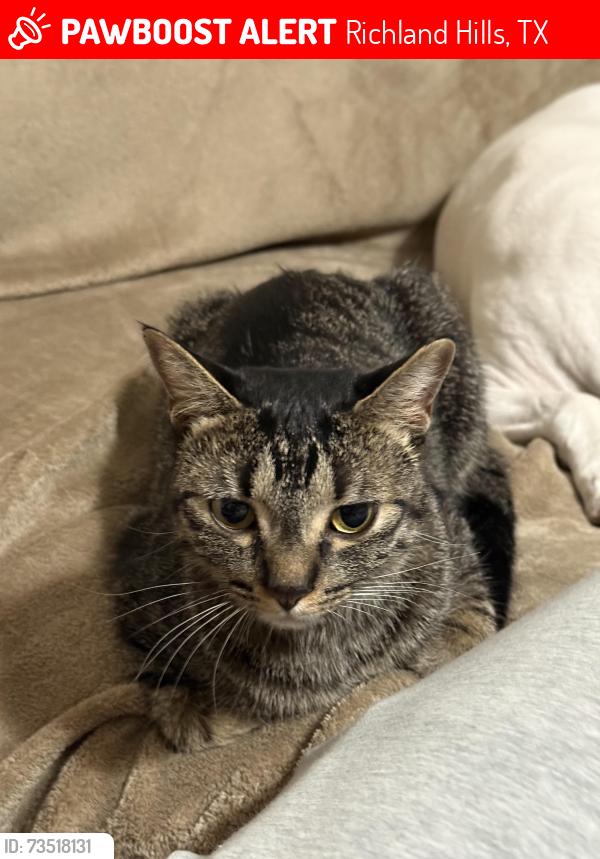 Lost Female Cat last seen Richlynn terr and hwy 26, Richland Hills, TX 76118