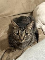 Lost Female Cat last seen Richlynn terr and hwy 26, Richland Hills, TX 76118