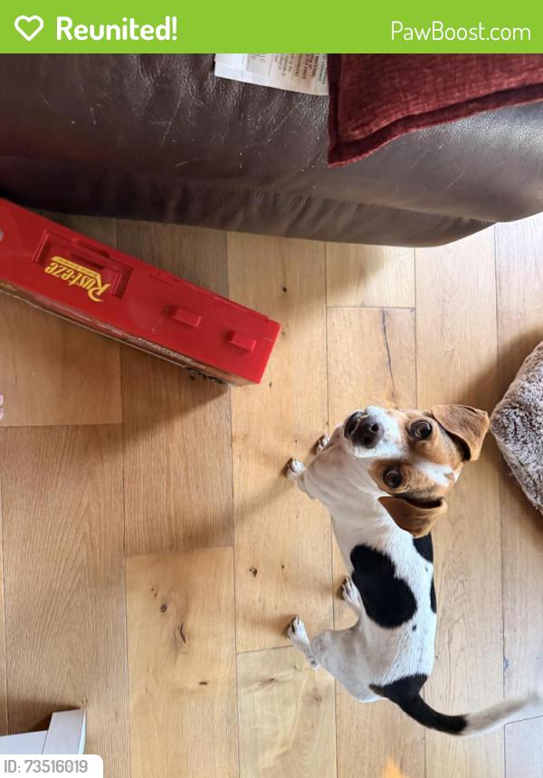 Reunited Male Dog last seen Natomas Blvd, Regency Park Dog Park, Ran to the trail (Jackrabbit Trail) behind neighborhood, Sacramento, CA 95835