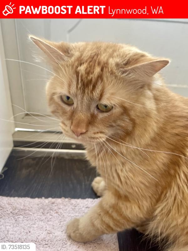 Lost Male Cat last seen Near hwy, Lynnwood, WA 98087