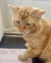 Lost Male Cat last seen Near hwy, Lynnwood, WA 98087
