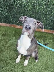Found/Stray Female Dog last seen trinity trails, Fort Worth, TX 76102