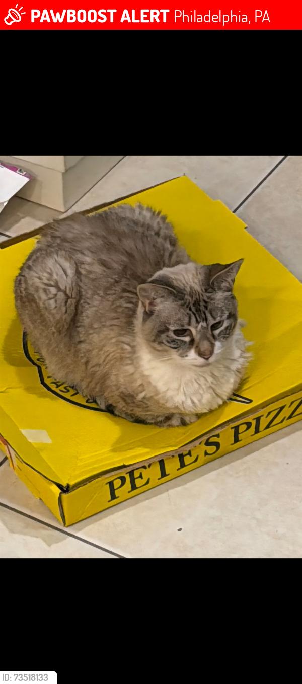 Lost Female Cat last seen Front & Champlost, Philadelphia, PA 19120
