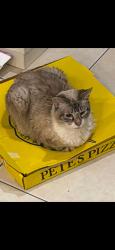 Lost Female Cat last seen Front & Champlost, Philadelphia, PA 19120