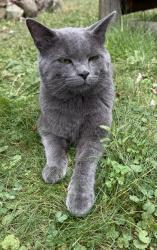 Lost Male Cat last seen Pendryn Hill Curve, Woodbury, MN 55125