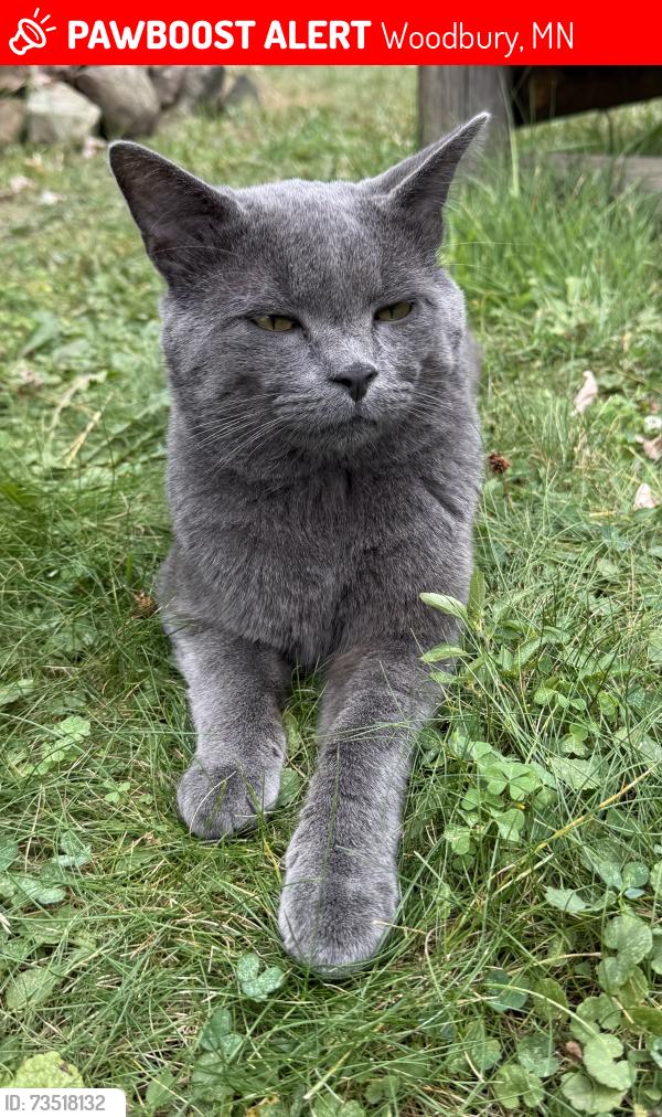 Lost Male Cat last seen Pendryn Hill Curve, Woodbury, MN 55125