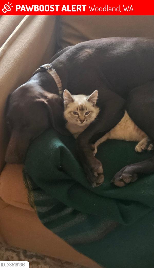 Lost Female Cat last seen Hayes Rd and Lyons Rd, Woodland, WA 98674