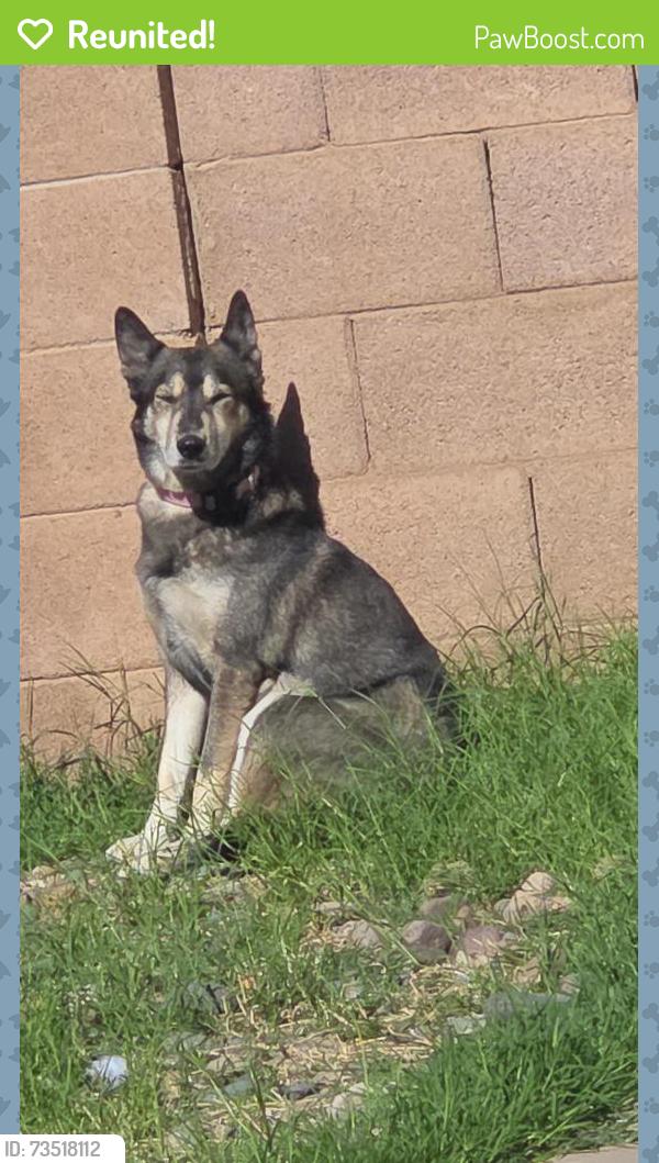 Reunited Female Dog last seen Near S Grandview Ave, Tempe, AZ 85282, USA, Tempe, AZ 85282
