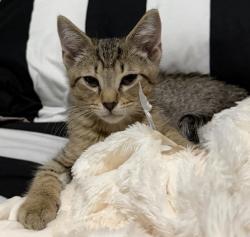 Reunited Male Cat last seen Hoke O Kelly Mill Rd, Loganville, GA 30052