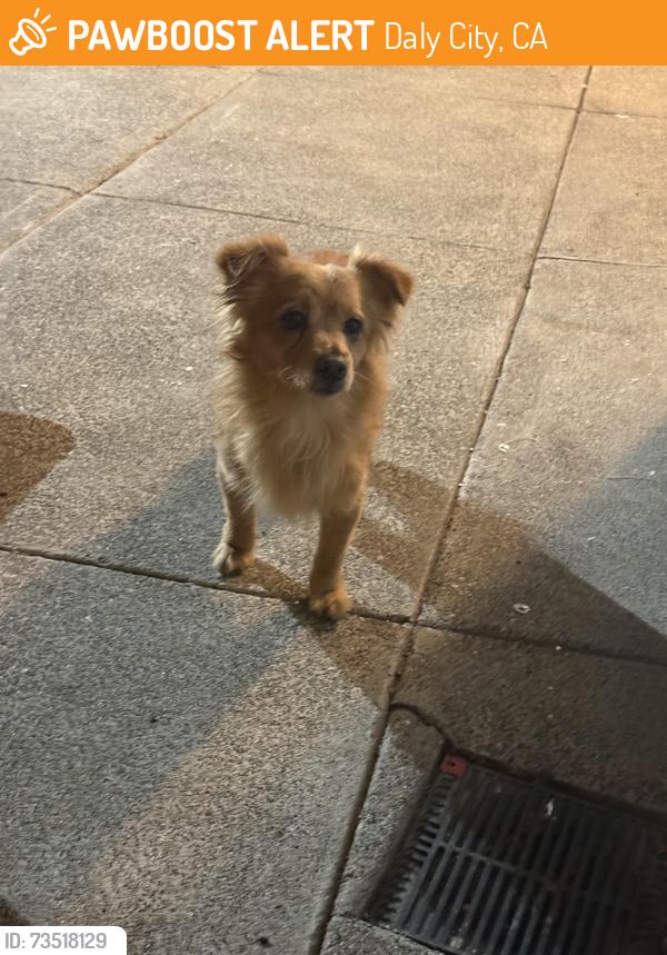 Found/Stray Male Dog last seen Daly City, Daly City, CA 94015