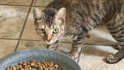 Lost Female Cat last seen 7-11 Vaughn st ft worth, Fort Worth, TX 76119