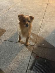 Found/Stray Male Dog last seen Daly City, Daly City, CA 94015