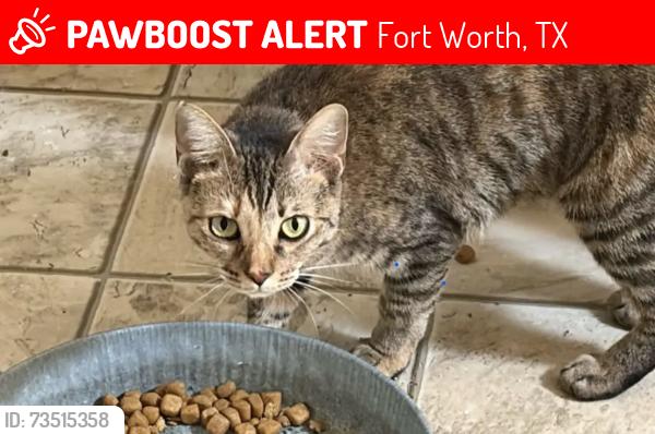 Lost Female Cat last seen 7-11 Vaughn st ft worth, Fort Worth, TX 76119