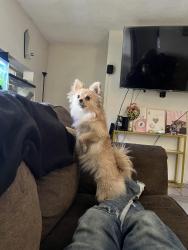 Lost Female Dog last seen Gruber st near st Elmo in frayser, Memphis, TN 38127