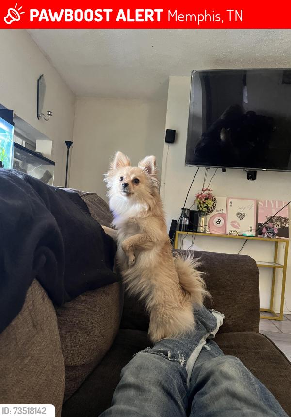 Lost Female Dog last seen Gruber st near st Elmo in frayser, Memphis, TN 38127