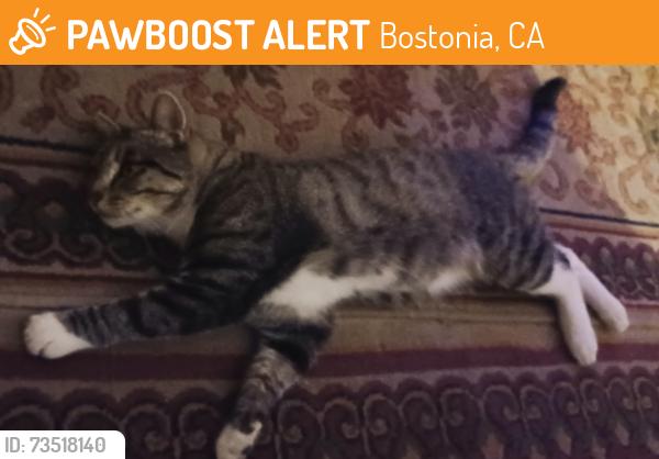 Found/Stray Male Cat last seen Persimmon Ave. & Oro St. Bostonia El Cajon, Bostonia, CA 92021