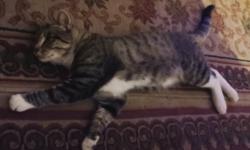 Found/Stray Male Cat last seen Persimmon Ave. & Oro St. Bostonia El Cajon, Bostonia, CA 92021
