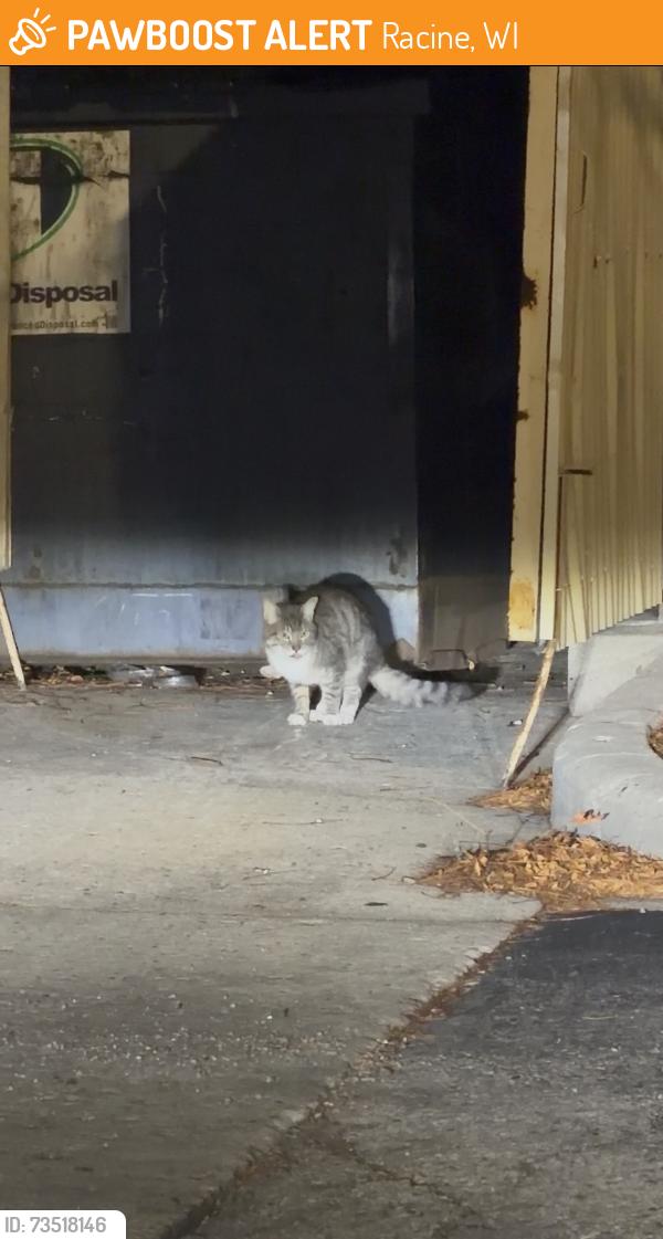 Found/Stray Unknown Cat last seen Seen in taco bell parking lot on S Green Bay Rd, went around behind the Starbucks drive thru before I lost sight, Racine, WI 53406