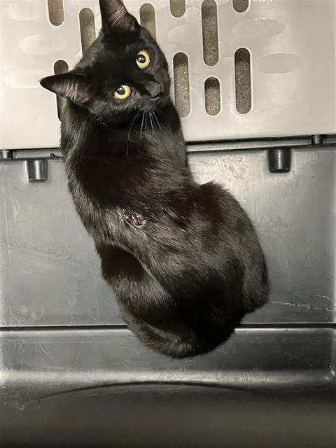 Shelter Stray Female Cat last seen Near BLOCK E PINE FRESNO CA, 5277 E Airways Blvd, Fresno, CA 93727, USA