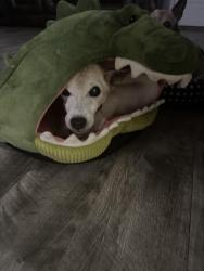 Reunited Female Dog last seen Olive rd / 9th ave, Ferry Pass, FL 32514