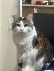 Lost Male Cat last seen Close by to Morley Senior High School, Noranda, WA 6062