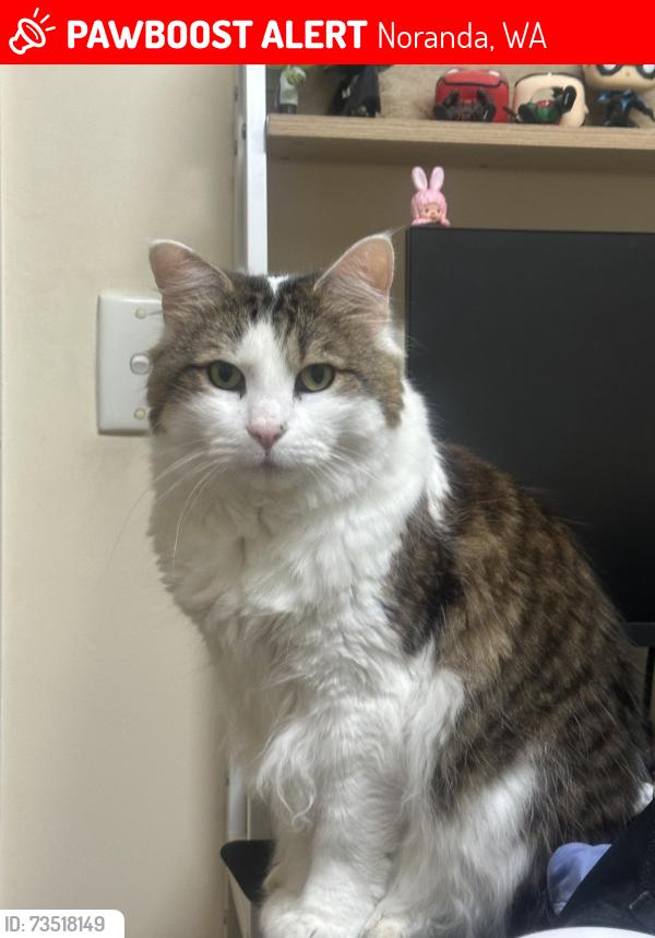 Lost Male Cat last seen Close by to Morley Senior High School, Noranda, WA 6062