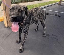 Shelter Stray Male Dog last seen , 4275 Elton St, Baldwin Park, CA 91706, USA