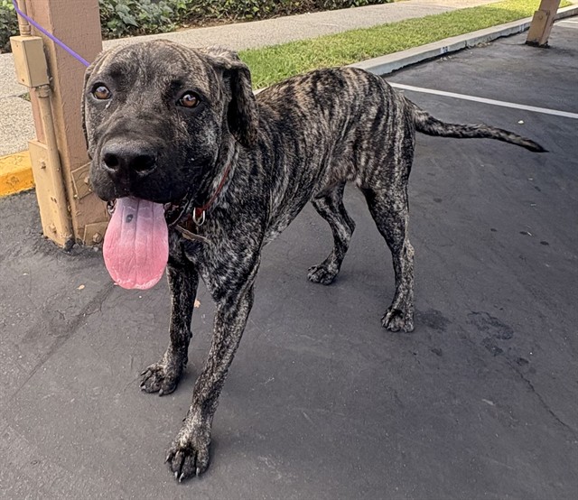 Shelter Stray Male Dog last seen , 4275 Elton St, Baldwin Park, CA 91706, USA