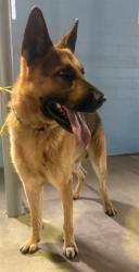 Shelter Stray Male Dog last seen , 4275 Elton St, Baldwin Park, CA 91706, USA