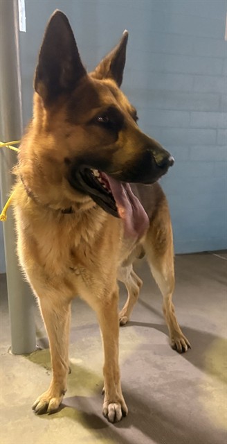 Shelter Stray Male Dog last seen , 4275 Elton St, Baldwin Park, CA 91706, USA