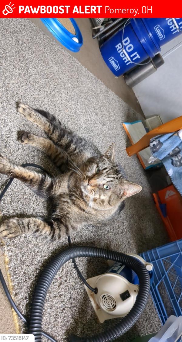 Lost Male Cat last seen Hiland rd, Pomeroy, OH 45769